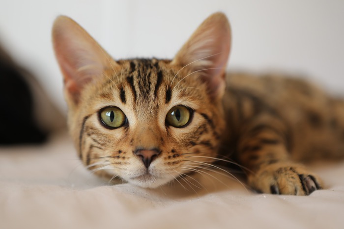 Cat pixbay Evvivax Vaccine LinearDNA