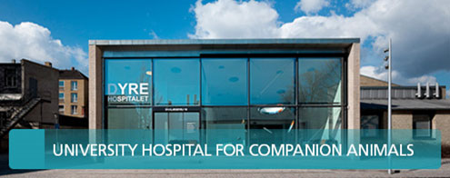 University Hospital for Companion Animals