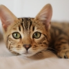 7 June 2021 - Evvivax and Applied DNA Veterinary COVID-19 Vaccine Candidate Induces Neutralizing Antibodies in 100% of Trial Cohort Against B.1.1.7, P1, and B.1.526 Variants